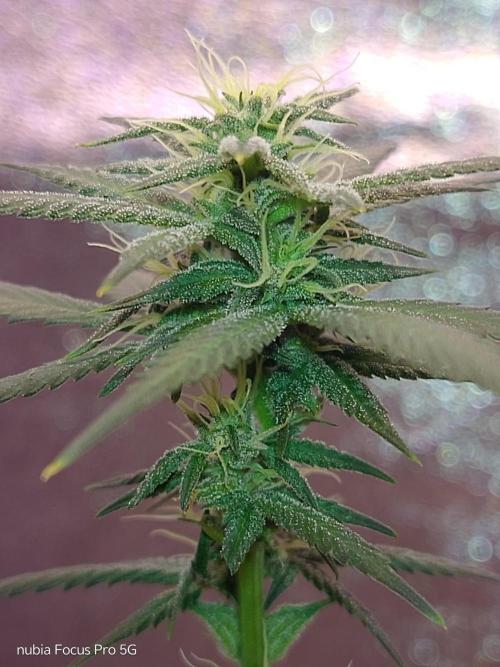 Red hot Cookies. Week 4