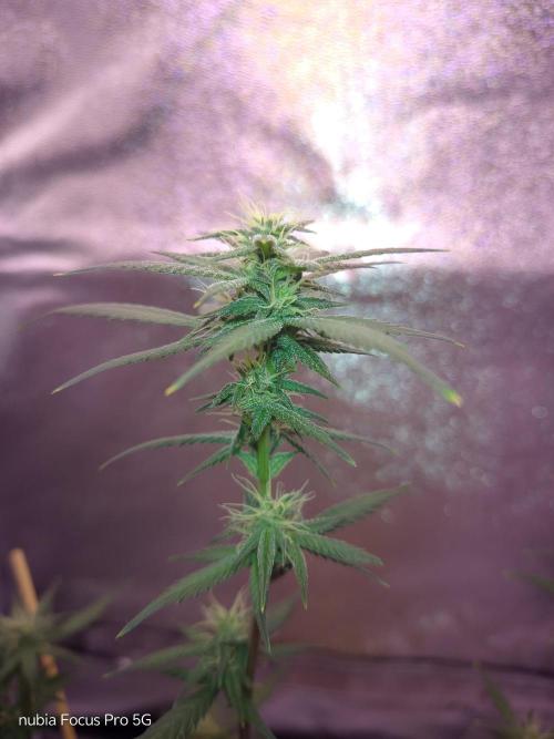 Red Hot Cookies. Week 4