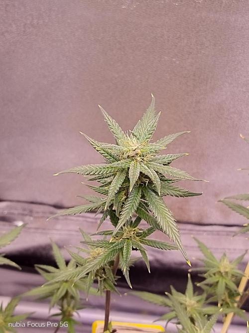 Red hot Cookies. Week 5