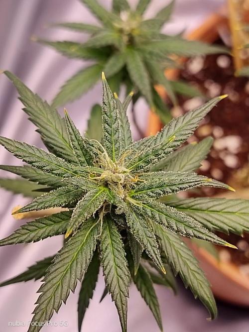 Red hot Cookies. Week 5