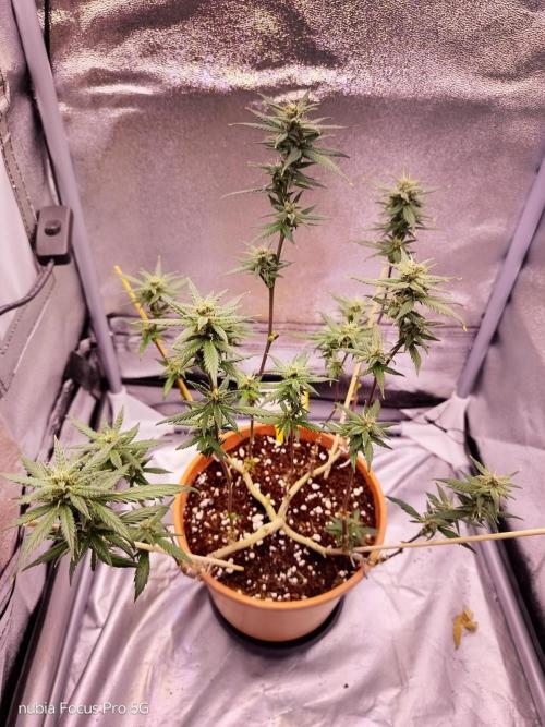 Red hot Cookies. Week 5