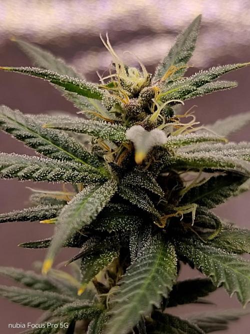Red hot Cookies. Week 5