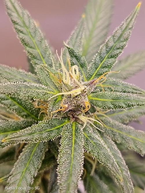 Red hot Cookies. Week 5