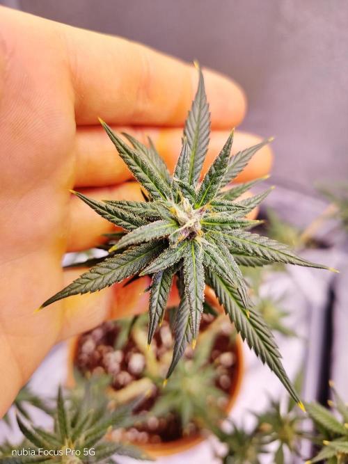 Red hot Cookies. Week 5