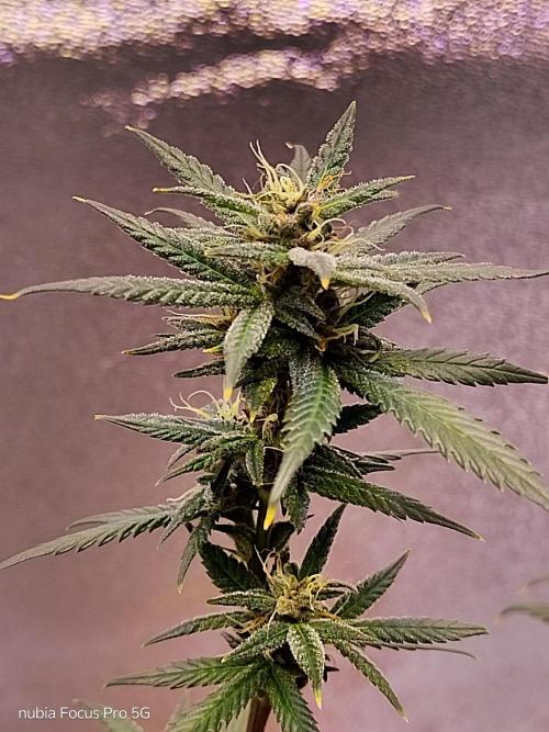 Red Hot Cookies. Week 5
