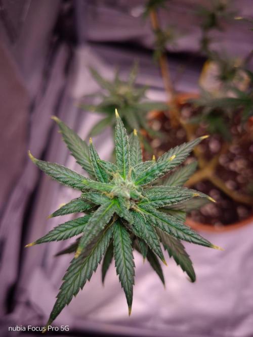 Red hot Cookies. Week 6