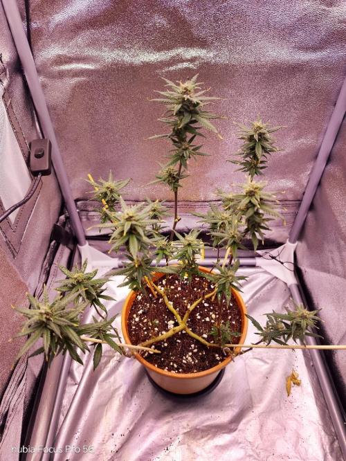 Red hot Cookies. Week 6