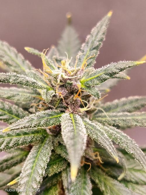 Red hot Cookies. Week 6