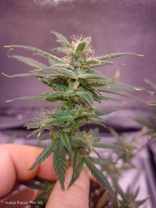 Red Hot Cookies. Week 6