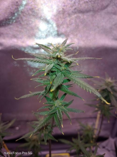 Red Hot Cookies. Week 6