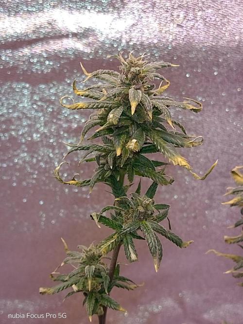 Red hot Cookies. Week 7