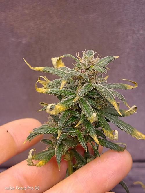 Red hot Cookies. Week 7
