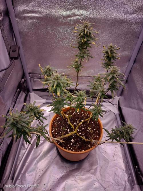 Red hot Cookies. Week 7