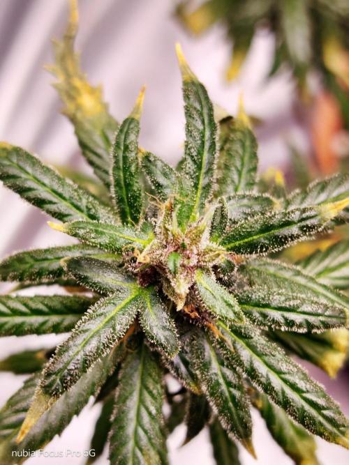 Red hot Cookies. Week 7