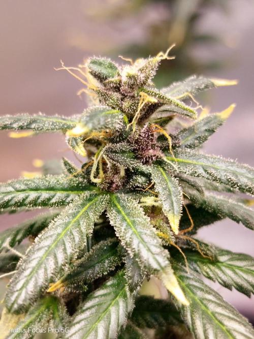 Red Hot Cookies. Week 7