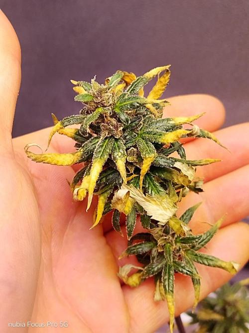 Red hot Cookies. Week 8