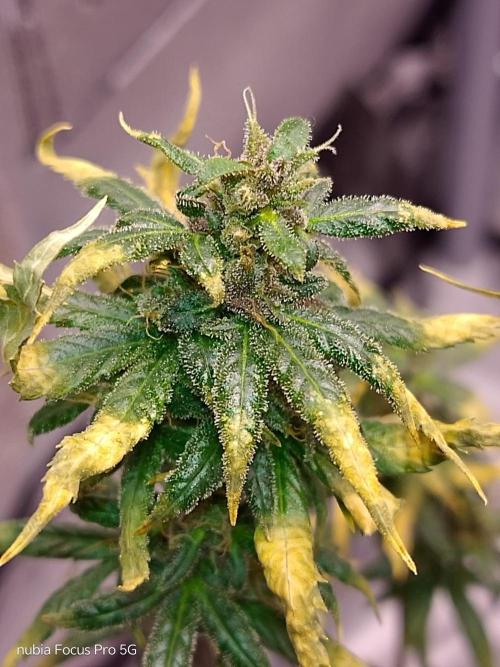 Red hot Cookies. Week 8