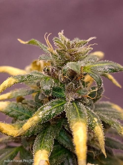 Red hot Cookies. Week 8