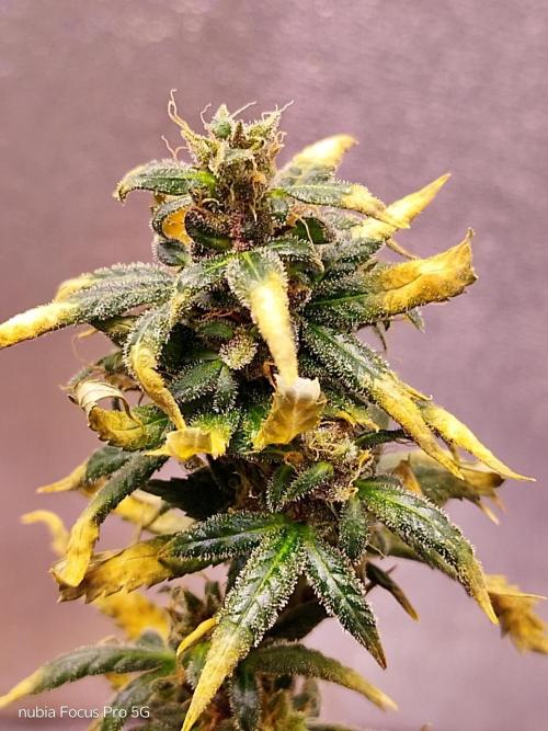 Red hot Cookies. Week 8