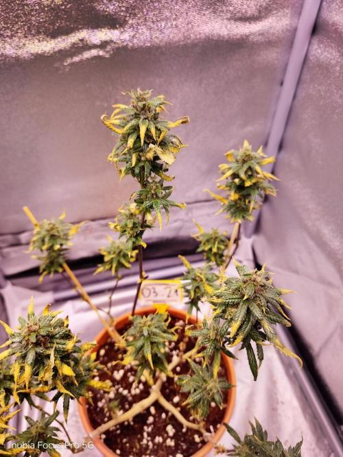 Red Hot Cookies. Week 8