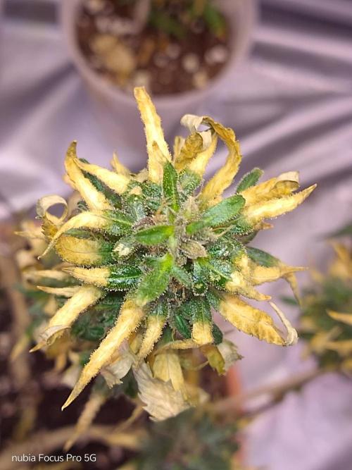 Red hot Cookies. Week 9