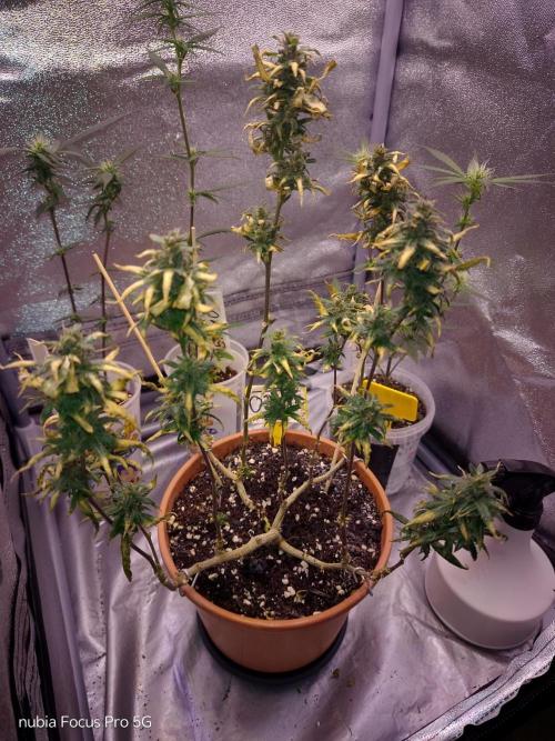 Red hot Cookies. Week 9