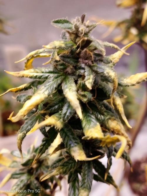 Red hot Cookies. Week 9