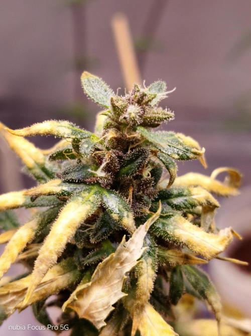 Red hot Cookies. Week 9