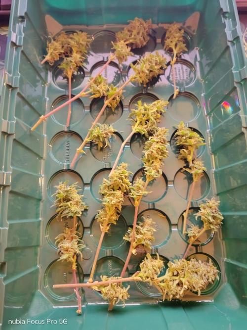 Red hot Cookies. Week 9