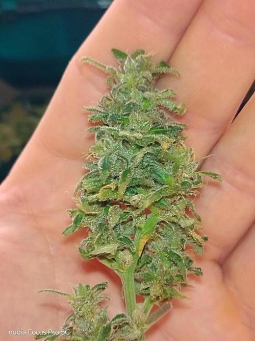 Red hot Cookies. Week 9