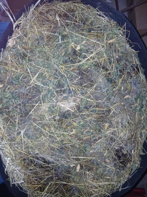 living soil organic. Week 0