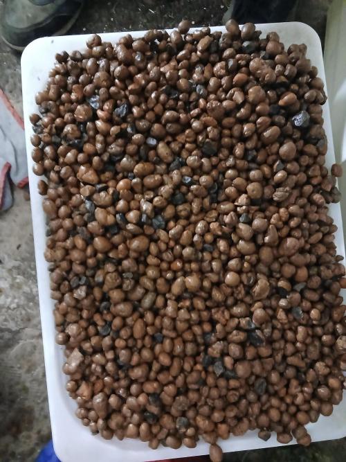 living soil organic. Week 0 - pebbles in rainwater