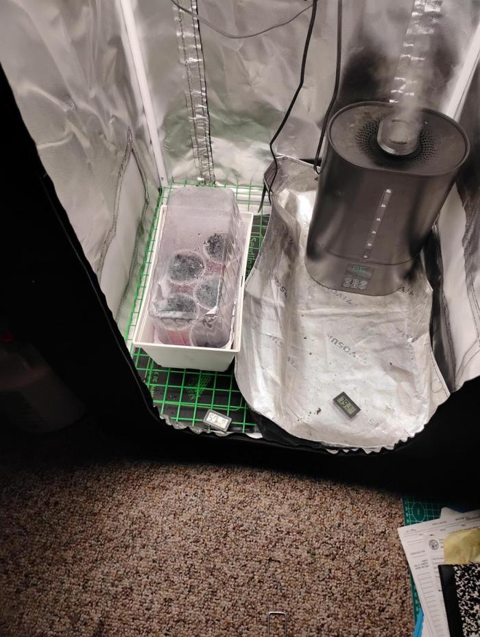 Fastbuds mix pak. Week 0