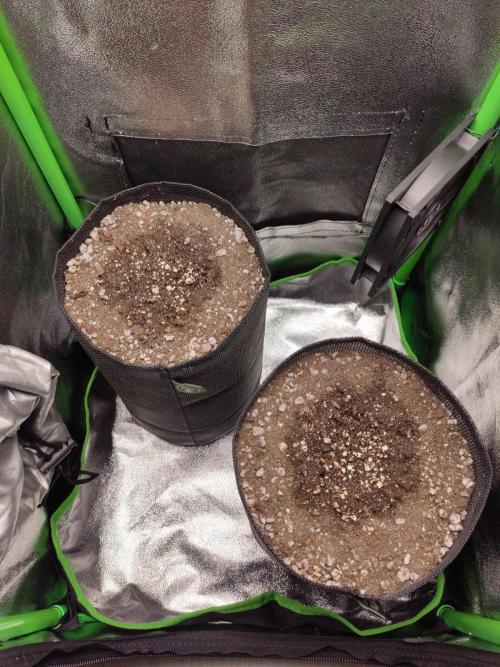 Blueberry Auto. Week 0 - Dia 1 - 19/11