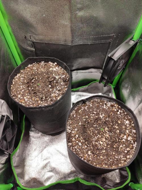 Blueberry Auto. Week 0 - Dia 3 - 21/11