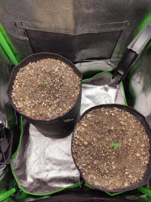 Blueberry Auto. Week 0 - Dia 4 - 22/11