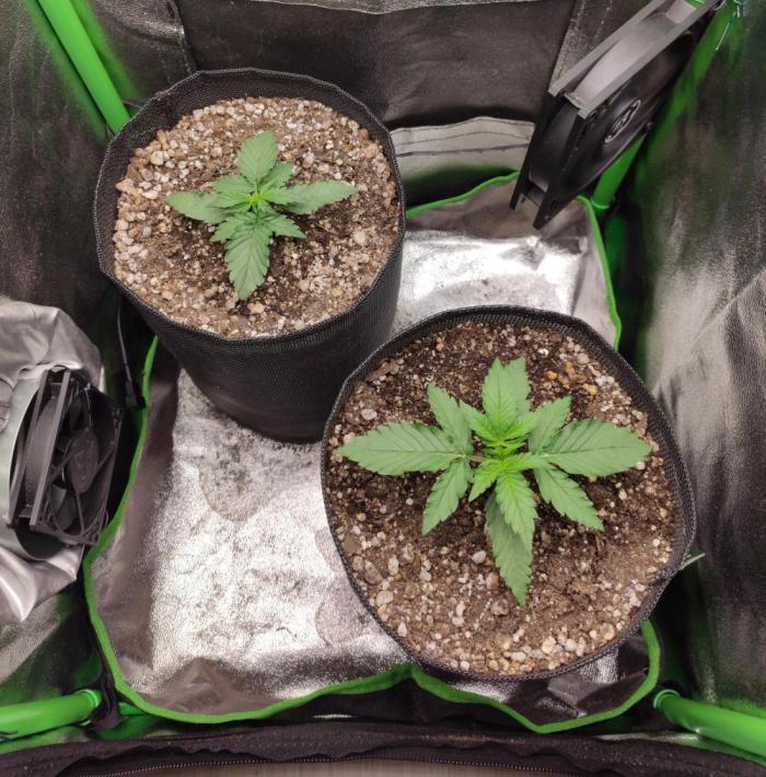 Blueberry Auto. Week 1 - Dia 13 - 01/12