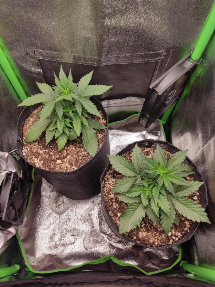 Blueberry Auto. Week 2 - Dia 19 - 07/12
