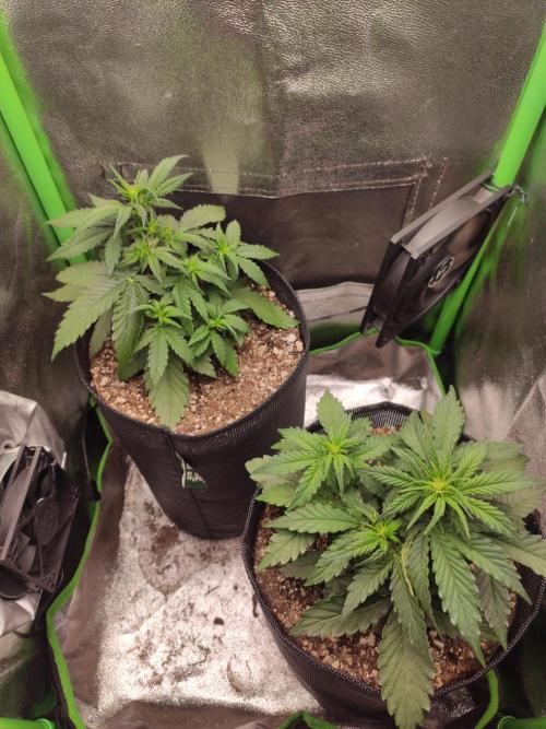 Blueberry Auto. Week 3 - Dia 23 - 11/12