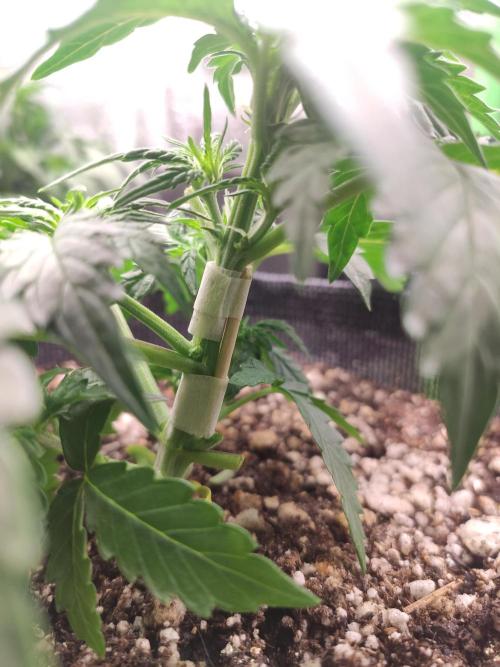 Blueberry Auto. Week 3 - Dia 20 - 08/12