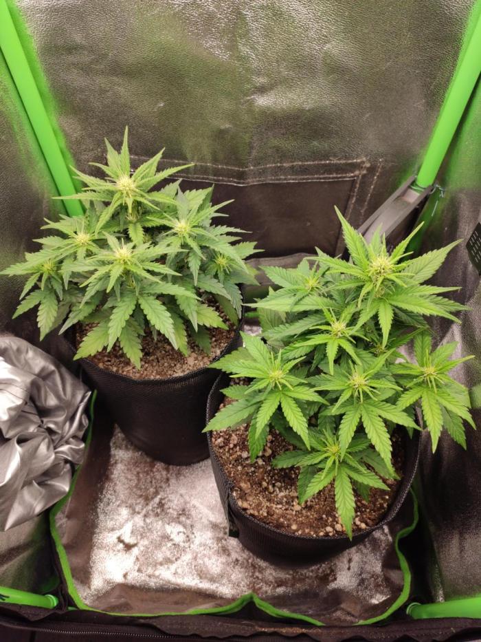 Blueberry Auto. Week 4 - Dia 28 - 16/12