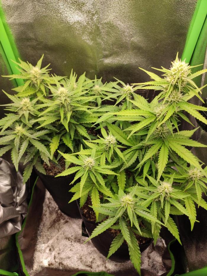 Blueberry Auto. Week 5 - Dia 35 - 23/12