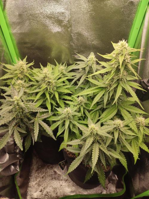 Blueberry Auto. Week 6 - Dia 41 - 29/12