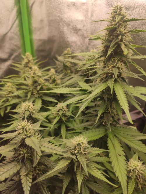 Blueberry Auto. Week 6 - Dia 42 - 30/12