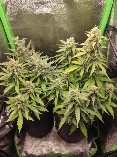 Blueberry Auto. Week 7 - Dia 48 - 05/01