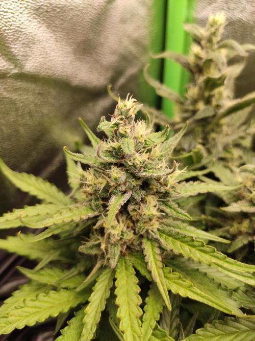 Blueberry Auto. Week 7