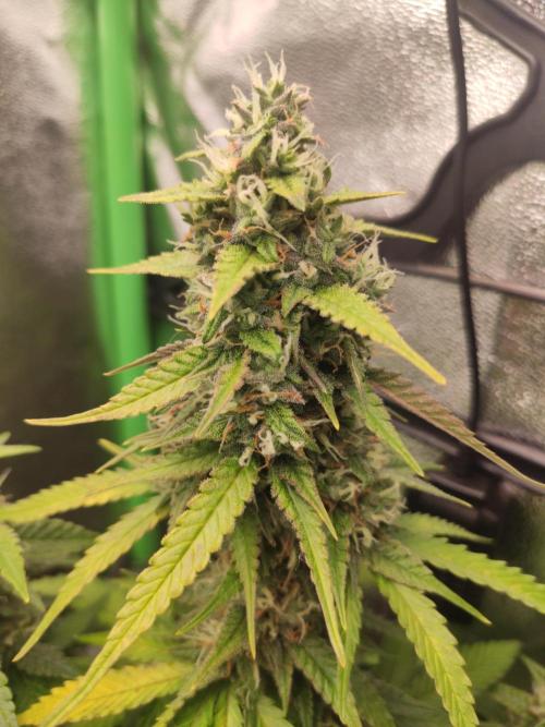 Blueberry Auto. Week 7