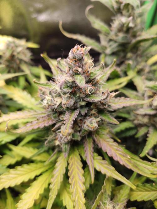 Blueberry Auto. Week 8