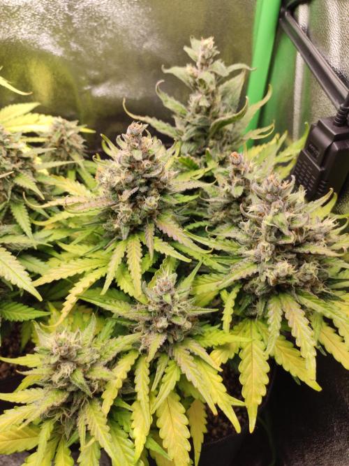 Blueberry Auto. Week 8