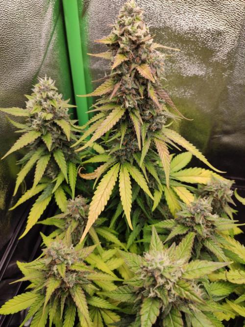 Blueberry Auto. Week 8